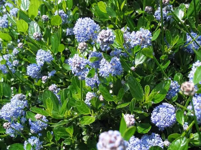 Direct Plants Ceanothus Victoria Californian Lilac Ornamental Shrub, Blue and Green, 5L Pot