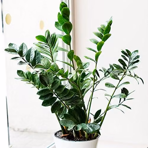 Thompson & Morgan Zamioculcas Zamiifolia Zanzibar Gem Indoor House Plant with Glossy Green Foliage in a 17cm Pot – 2