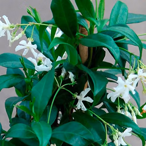 Thompson & Morgan Trachelospermum Jasminoides Star Jasmine Evergreen Climbing Shrub with Fragrant White Summer Flowers, 2 x 2L Pots – 4