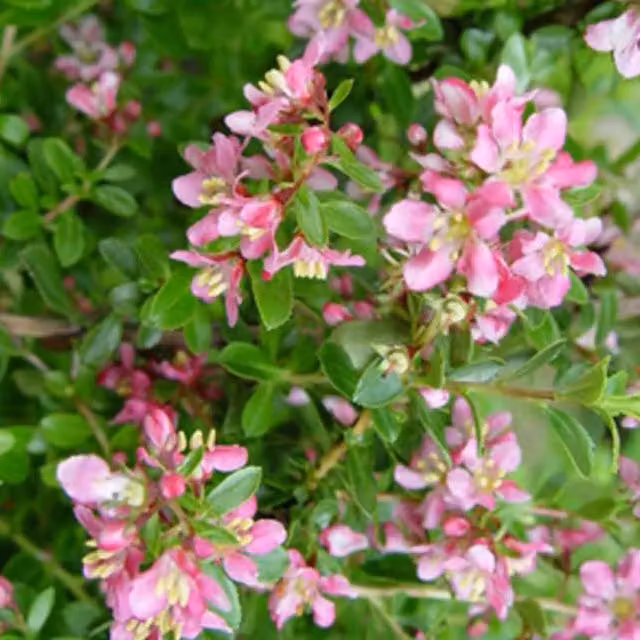 Direct Plants Escallonia Donard Pink Evergreen Garden Shrub Seedlings, Pack of 3