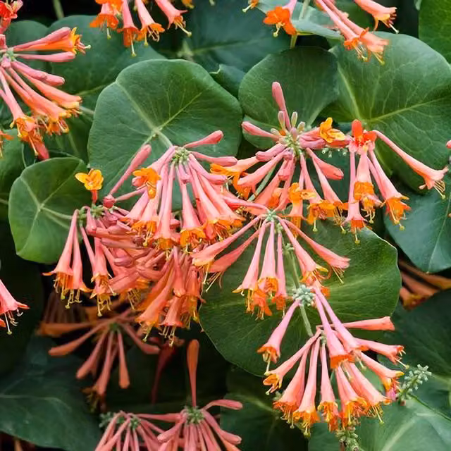 Plant Theory Lonicera Sempervirens Coral Honeysuckle Pink Climbing Plant, Green