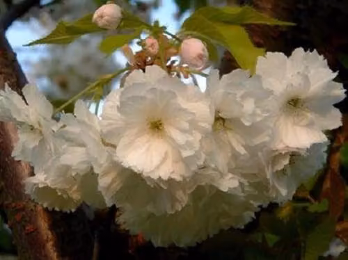 Direct Plants Prunus Blushing Bride Flowering Cherry Tree, Pink and White, Height: 182.88 cm, 12 Litre Pot
