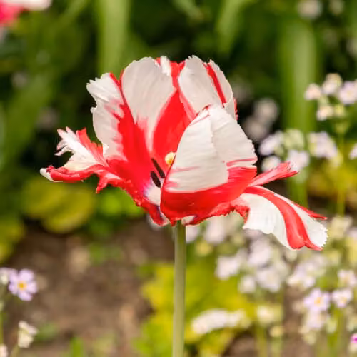 YouGarden Tulip Estella Rijnveld Bulbs, 24 Bulbs, White and Red, For Autumn Planting – 4