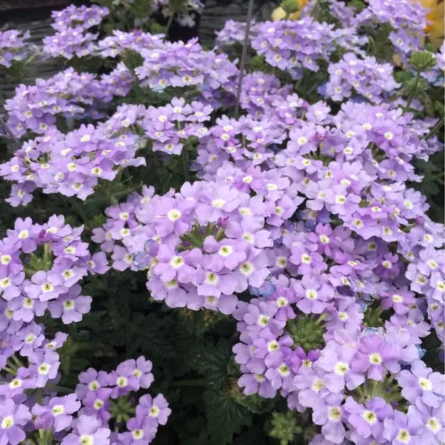 Plants By Post Verbena Lanai Blue Eyes Hardy Summer Flowering Plants, Pack of 3, 9cm Pots