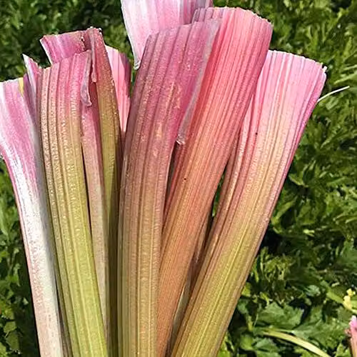 Thompson and Morgan Celery Blush Self Branching Vegetable Seeds, 200 Seeds, Pink – 2