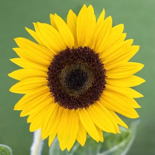 Thompson & Morgan Sunflower Carmel F1 Yellow Pollen-Free Hardy Annual Seeds, 15 Seeds – 1