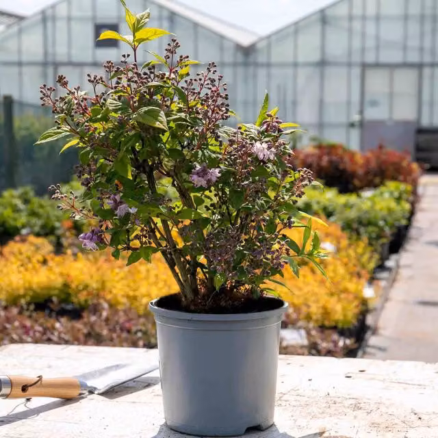 Marshalls Garden Deutzia Raspberry Sundae Ornamental Shrub in Red, Purple, White and Pink