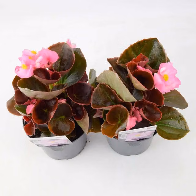 Plants by Post Begonia Bedding Plants in Pink and Bronze, 2 x 1L Pots