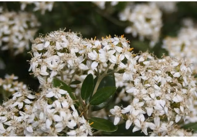 Direct Plants Olearia Haastii Daisy Bush Evergreen Ornamental Garden Shrubs, Pack of 3, White/Silver/Grey