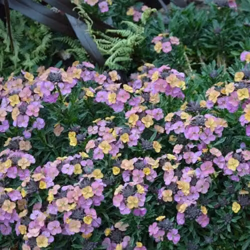 Thompson and Morgan Erysimum Constant Cheer Hardy Perennial with Colour Changing Pink and Purple Flowers, 6 Jumbo Plugs