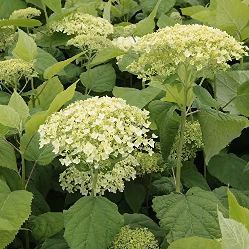 Thompson and Morgan Hydrangea Arborescens Annabelle White Ornamental Shrub, 12 Litre Pot – 2