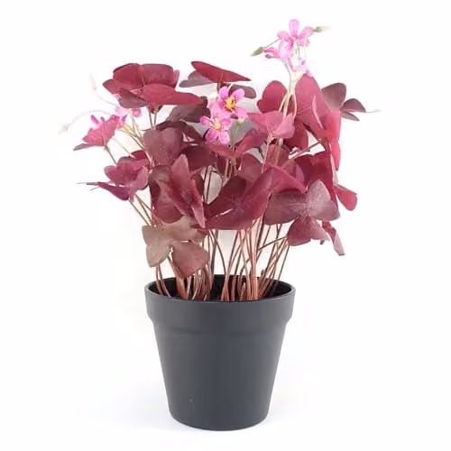 Botanik Artificial Potted Tabletop Office Plant in Purple and Black, H 30 cm x W 20 cm x D 20 cm