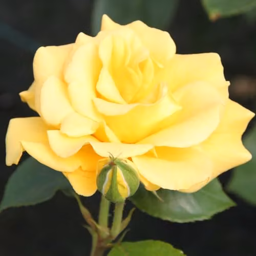 Thompson & Morgan Rose Precious Gold Yellow Floribunda Scented Garden Shrub, 2 x 3 Litre Pots – 2