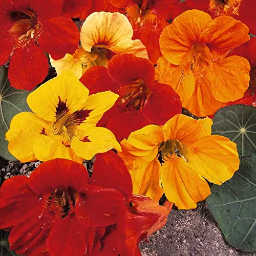 Thompson & Morgan Double Gleam Mixed Nasturtium Seeds, Multicolour Half-Hardy Annuals