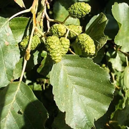F&G Supplies Alder Alnus Glutinosa Field Grown Hedging Plants, 20 Whips, Height: 60-90 cm – 3