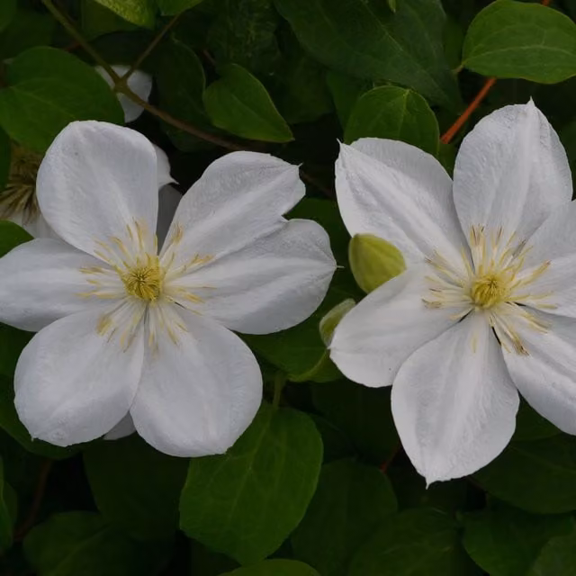 Plants By Post Clematis The Bride White Perennial Climbing Outdoor Plant