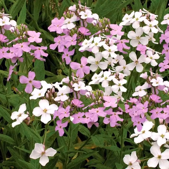 Unwins Sweet Rocket Enchantment Flower Seeds, Purple, White and Multicolour