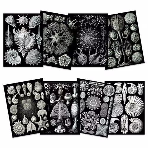 Artery8 Ernst Haeckel Kunstformen Der Natur Biology Art Print Poster Pack of 8, Black and White Nature Illustrations – 1