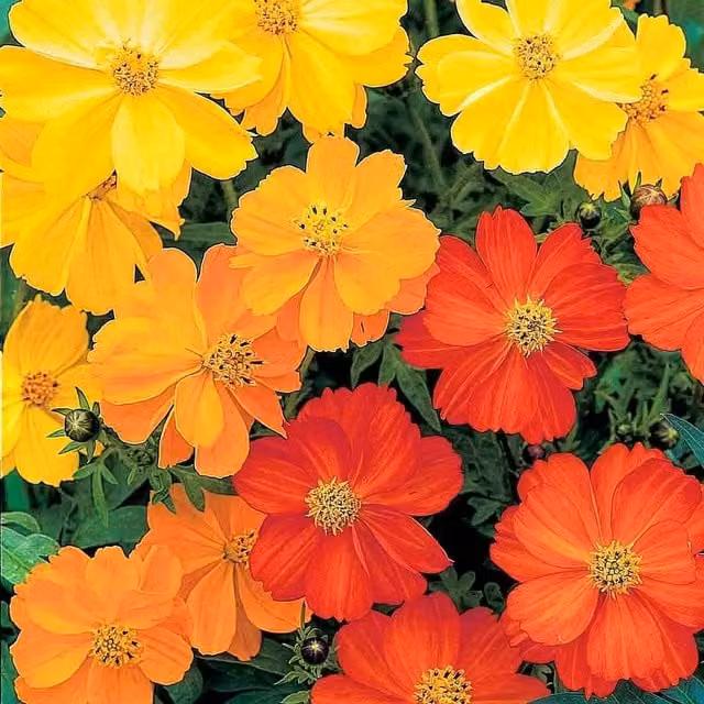 Unwins Cosmos Millennium Ornamental Flower Seeds, Green and Multicolour