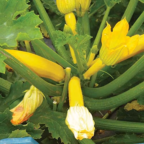 Thompson and Morgan Courgette Orelia Cucurbita Pepo Annual Vegetable Seeds, 6 Seeds per Packet