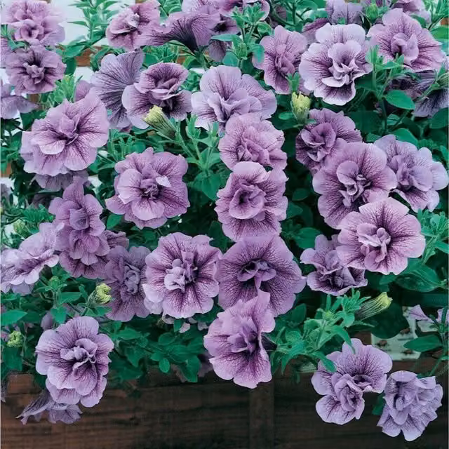 Plants By Post Petunia Tumbelina Priscilla Bedding Plants, Pack of 3, Purple