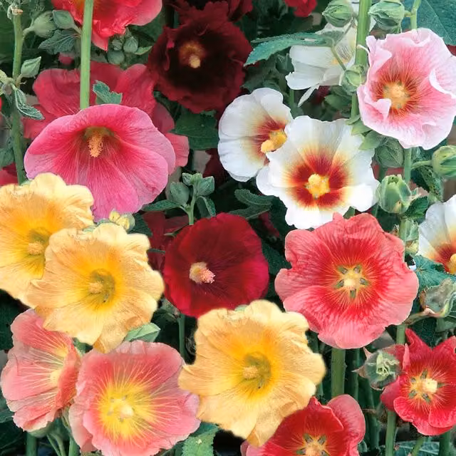 Unwins Country Dream Mix Hollyhock Flower Seeds, Multicolour, 50 Seeds