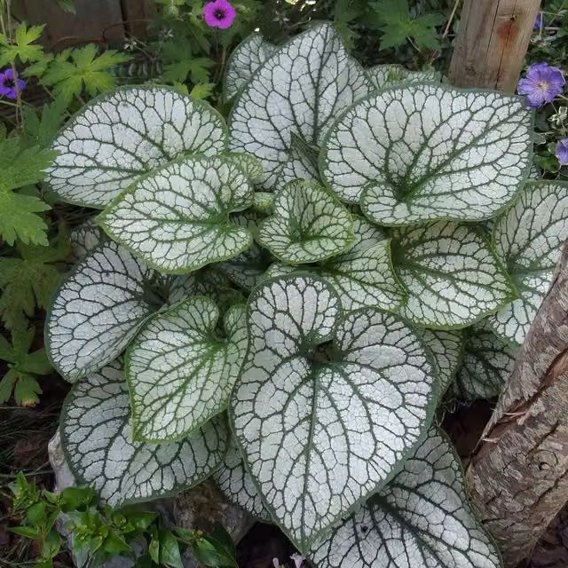 Marshalls Garden Brunnera macrophylla Jack Frost Perennial Ground Cover Plant, Silver, Blue and Green