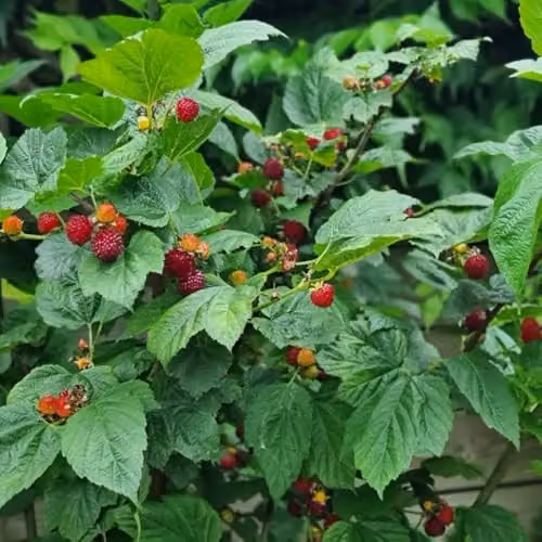 Thompson & Morgan Rubus Raspberry Tree Potted Fruit Shrub, 5 Litre Pot – 4