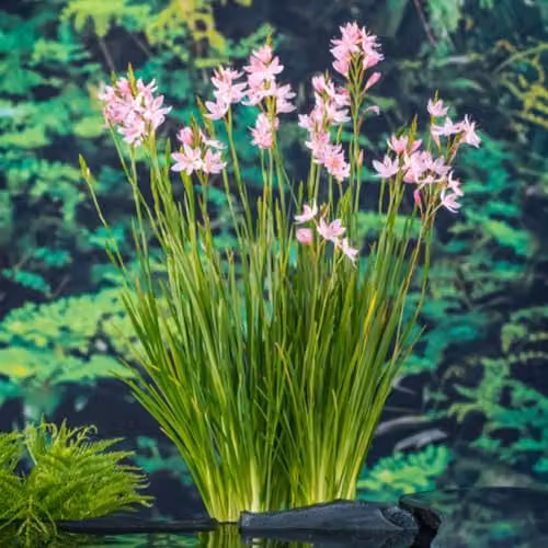 Thompson & Morgan Schizostylis coccinea Mrs Hegarty Pink Flag Lily Marginal Aquatic Plant in 9cm Pot – 2