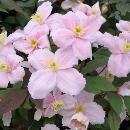 Thompson & Morgan Clematis Montana Mayleen Climbing Shrub with Pink Blooms and Bronze Foliage, 7cm Pot