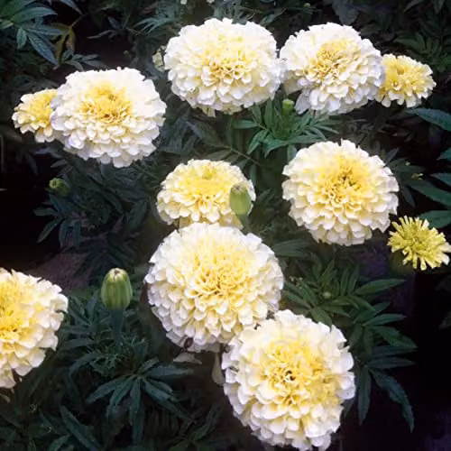 Johnsons Yellow African Marigold Buttercream F1 Flower Seeds – 3