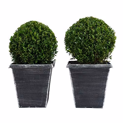 Thompson & Morgan Buxus Sempervirens Evergreen Box Ball Shrub with 1 x 23cm Pot and 2 x Biscotti Pots – 2