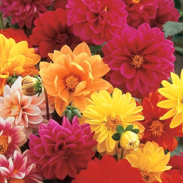 Unwins Mixed Colour Dwarf Hybrid Dahlia Flower Seeds, 75 Pack
