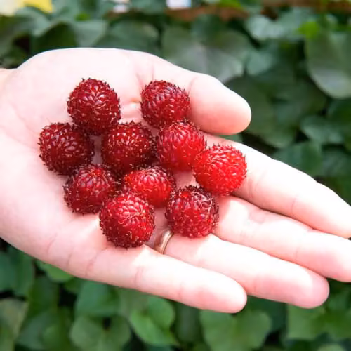 Thompson & Morgan Rubus Hararasp Raspberry Tree, 2 x 5 Litre Potted Plants – 2