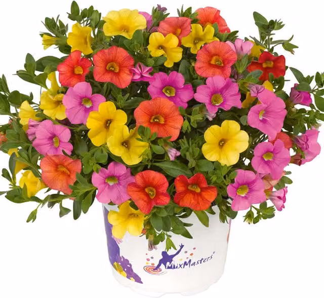 Plants By Post MixMasters Calibrachoa Cabaret Candy House Bedding Plants, Multicolour (Pink, Purple, White, Grey), 2 x 1L Pots