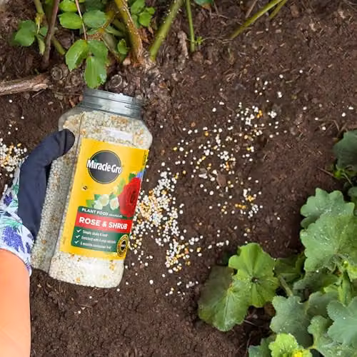 Miracle-Gro Premium Rose and Shrub Continuous Release Plant Food, 900g – 3