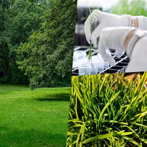PDL Pegdev Fast Growing Grass Seed for a Green Lawn, 2.5kg – 4