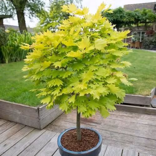 YouGarden Acer Shirasawanum Jordan Japanese Maple Ornamental Tree in 3L Pot, Height: 40-50 cm – 1