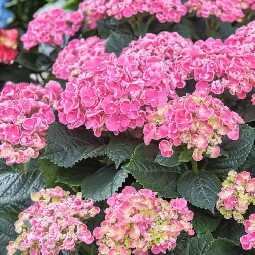 Thompson and Morgan Hydrangea macrophylla Early Pink Hardy Ornamental Shrub, 9cm Pot – 3