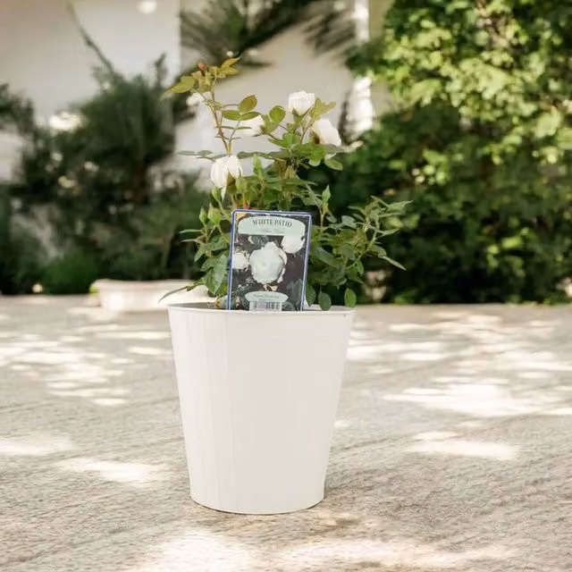 Plants by Post White Ornamental Shrub Rose in 4L Pot