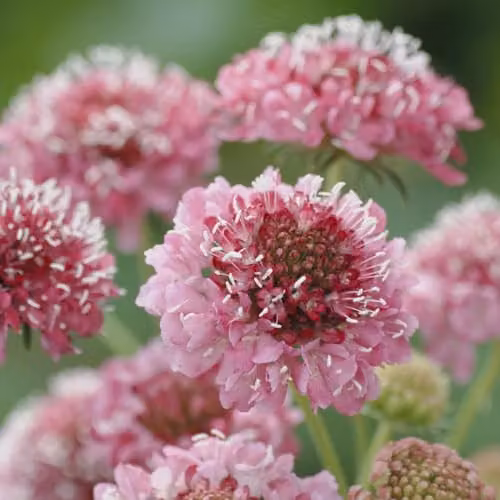 Thompson and Morgan Scabious Salmon Queen Pink Flower Seeds