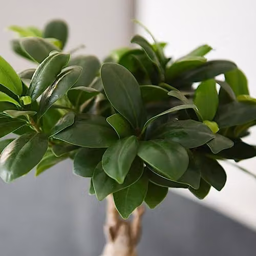Thompson and Morgan Ficus microcarpa Ginseng Indoor Houseplant in a 9cm Pot, Green – 3