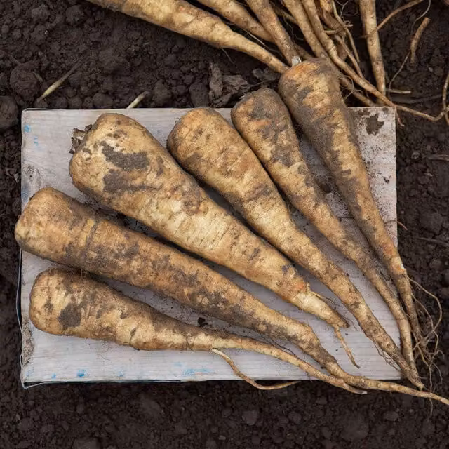 Marshalls Parsnip Seeds Pearl F1 Vegetable Seeds, Approx. 200 Seeds