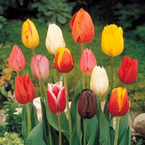 YouGarden Tulip Triumph Mixed Multicolour Spring Flowering Bulbs, Pack of 15 for Autumn Planting – 2