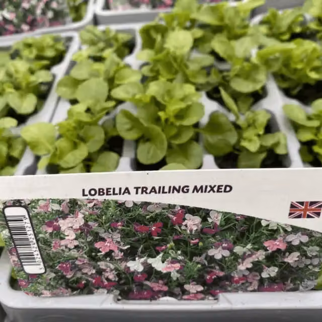 Plants by Post Mixed Colour Lobelia Trailing Bedding Plants, 24 Plants