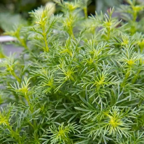 Thompson & Morgan Tagetes Dropshot Liquorice-Flavoured Edible Herb Seeds, 15 Seeds – 1