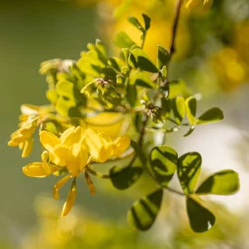 Thompson and Morgan Coronilla Valentina Citrina Evergreen Winter Flowering Shrub with Fragrant Yellow Blooms, 2 x 9cm Pots and Black and Gold Tower Pot – 3