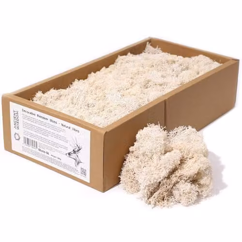 Emmy Jane Decorative Reindeer Moss Natural Vibes in Beige, 500g