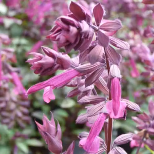 Thompson & Morgan Salvia Love and Wishes Hardy Perennial Garden Plant with Pink and Purple Flowers, 2 Litre Pot – 1