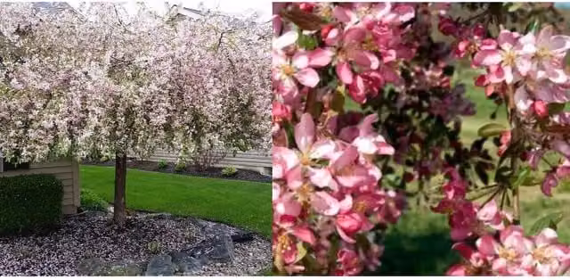 Directplants Malus Weeping Candied Apple Fruit Tree, Red/Pink, Height: 182.88 cm, 12L Pot